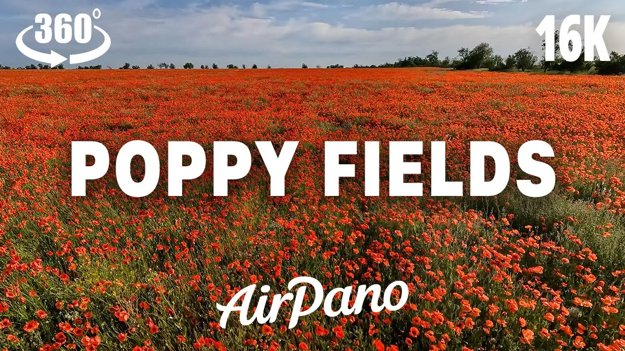 VR360° 2D 8K 波比·菲尔兹 8K 中的 VR 放松 Poppy Fields. VR Relaxation in 8K